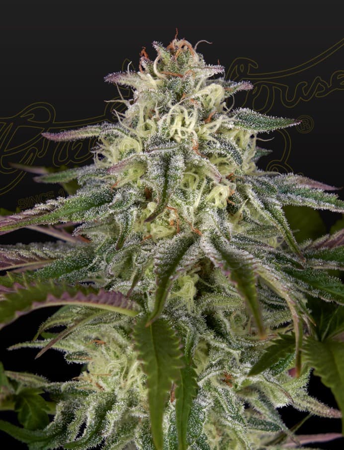 GH Cheese x Lemon Wookie Glue Seeds