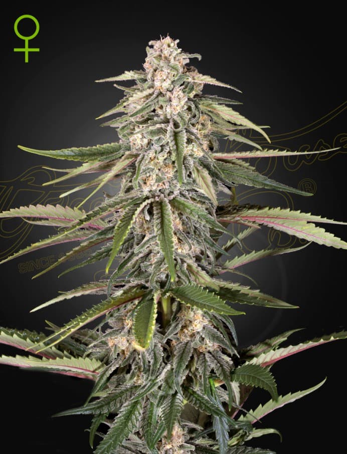 Green-O-Matic Seeds