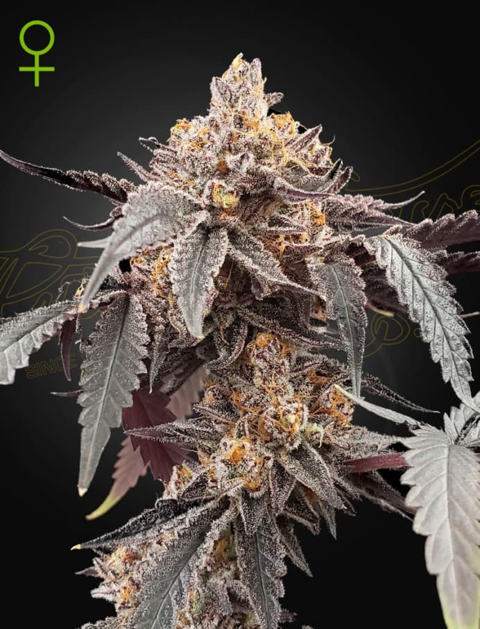 Guava x Gelato 41 Auto Seeds