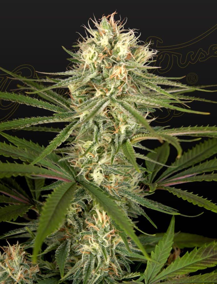 Hawaiian Snow x Amnesia x Dosidos Seeds