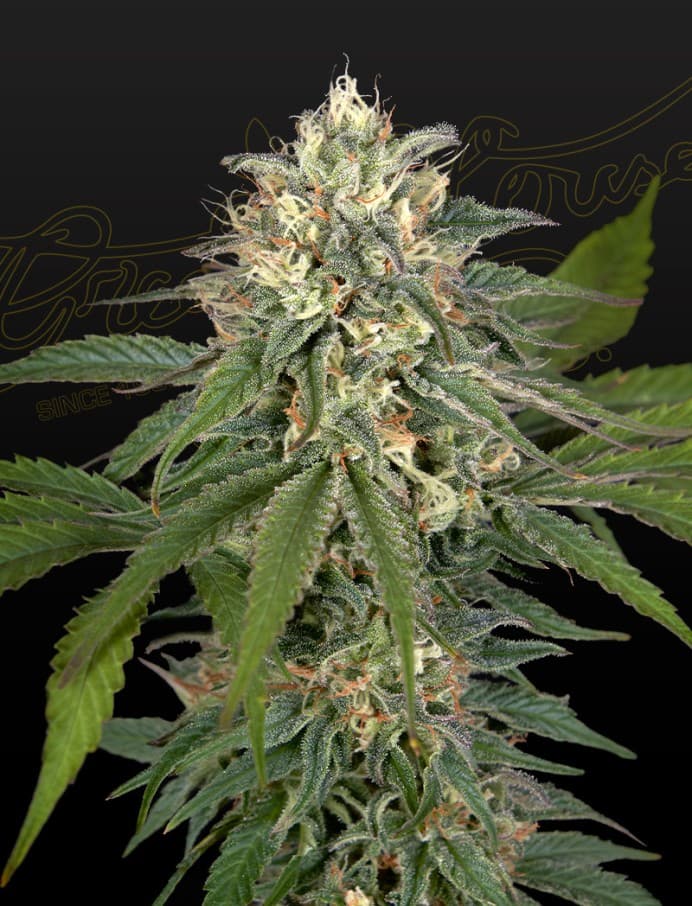 Hawaiian Snow x Amnesia x Face Off Seeds