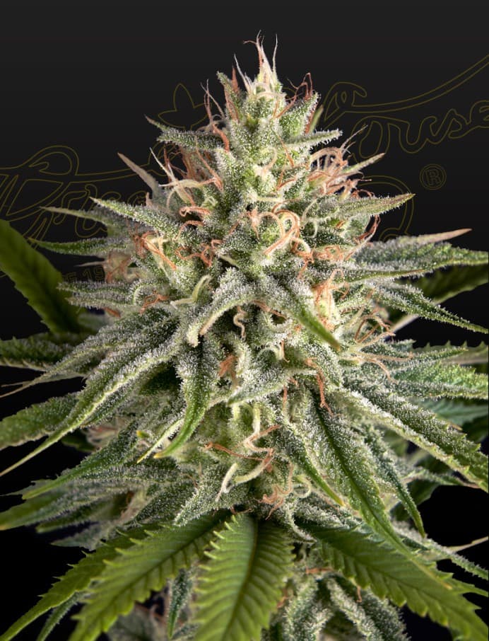 Hawaiian Snow x Amnesia x Face Off Seeds