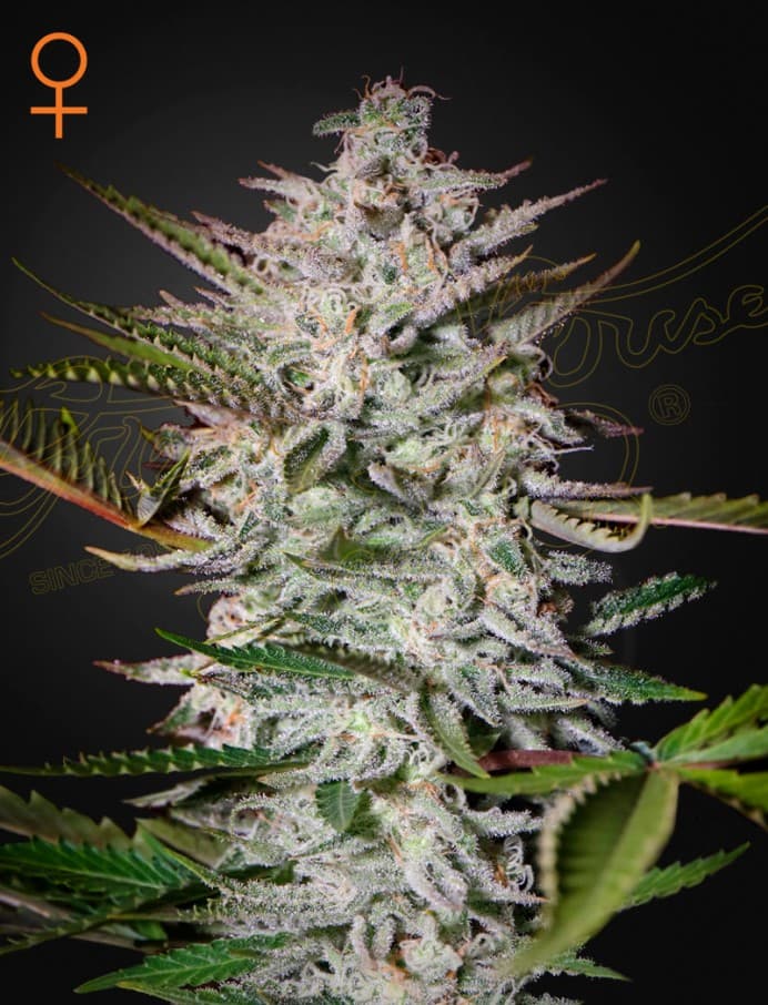Holy Punch Seeds