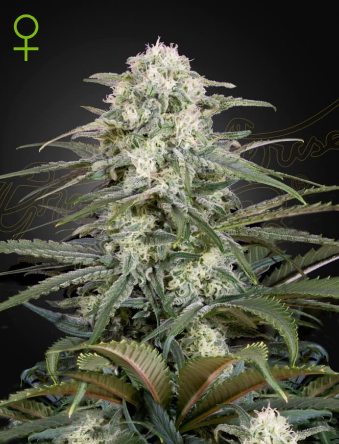 Kalashnikova Auto Seeds