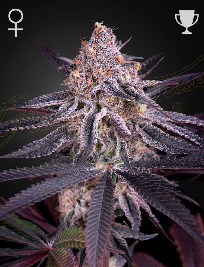 King's Juice Seeds