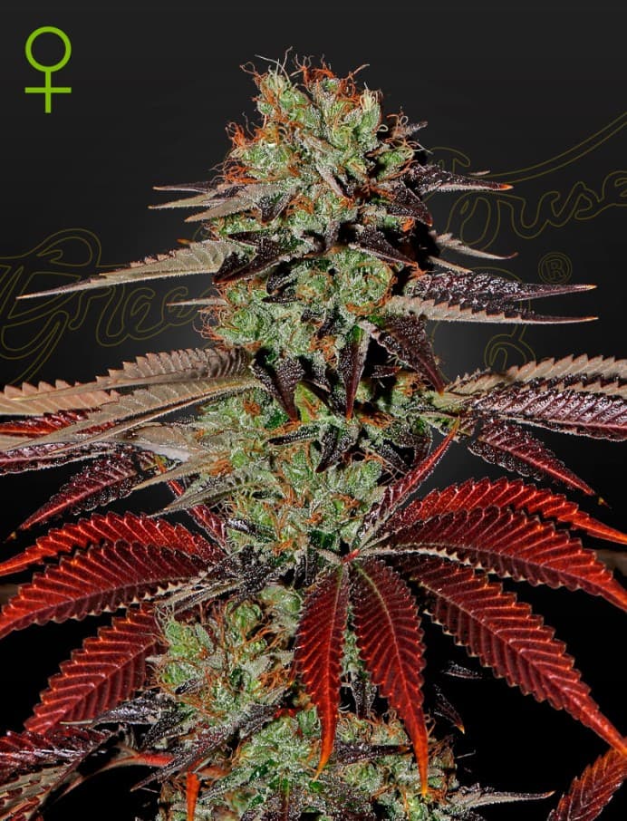 King’s Kush Auto Seeds