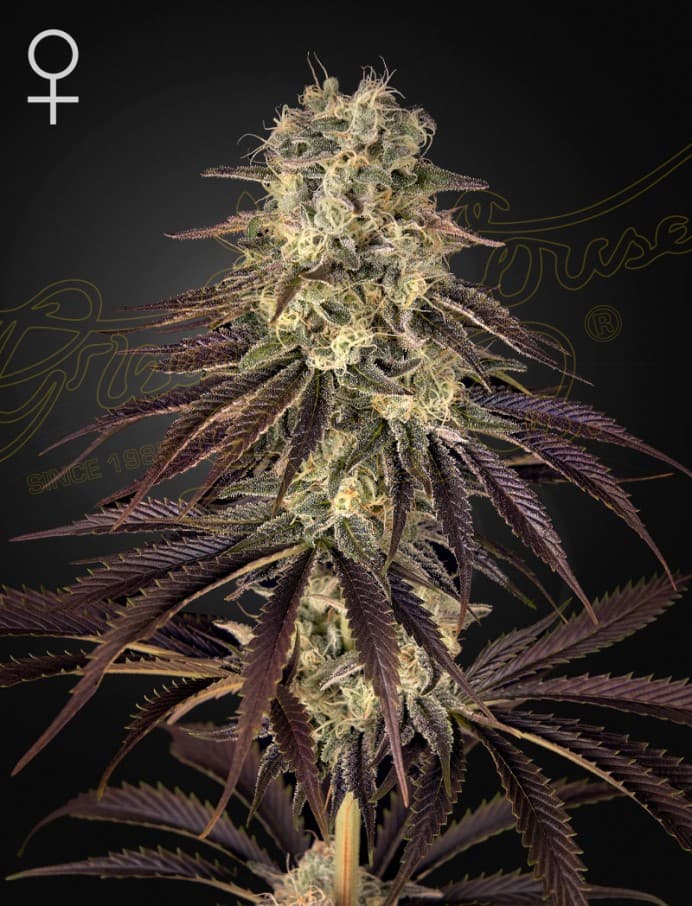 Kong's Krush Seeds
