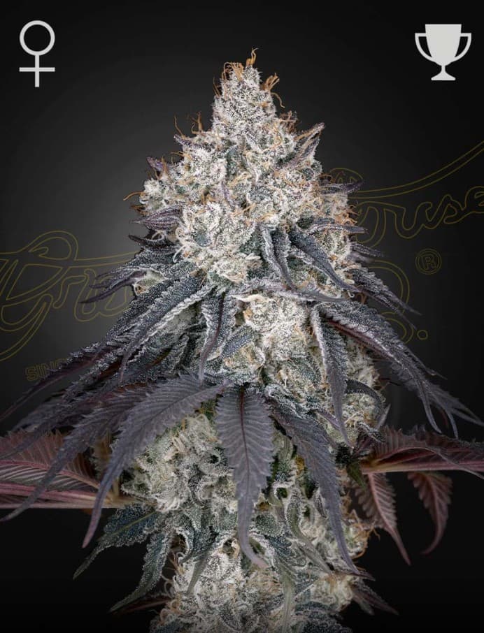 Lemon Orange Seeds