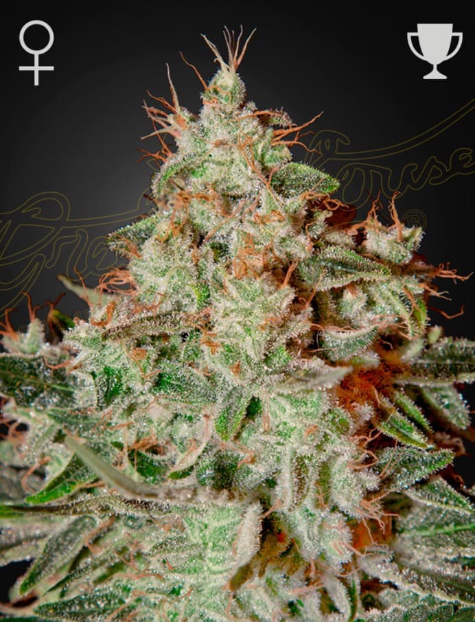 LEMON SKUNK Seeds