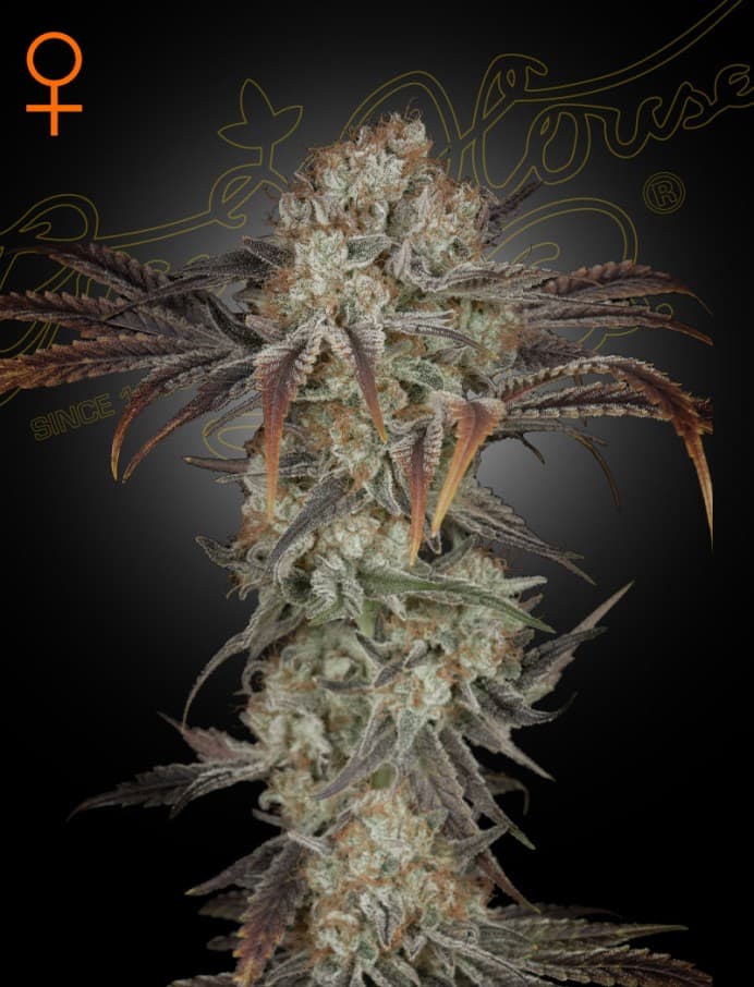 Money Maker Seeds