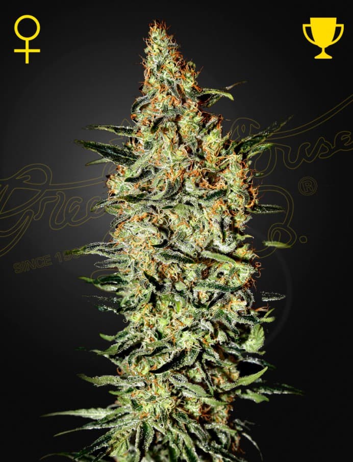 Neville's Haze Seeds