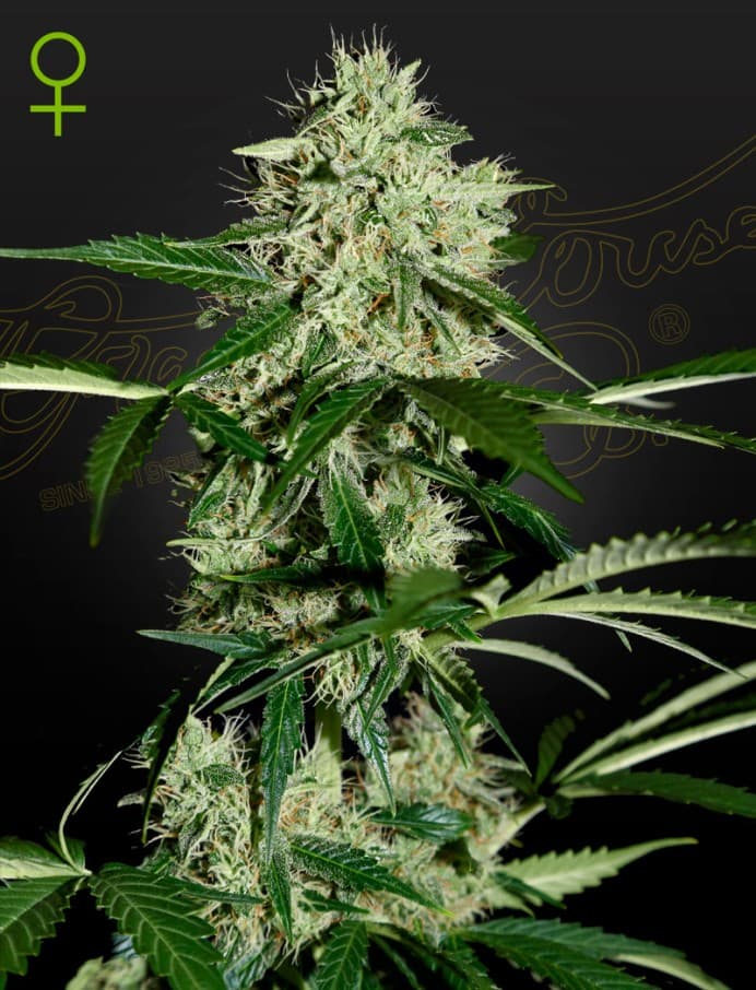 Northern Lights Auto Seeds