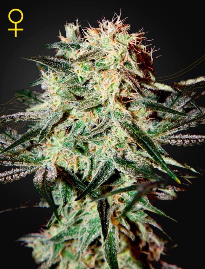 Arjan's Strawberry Haze Seeds