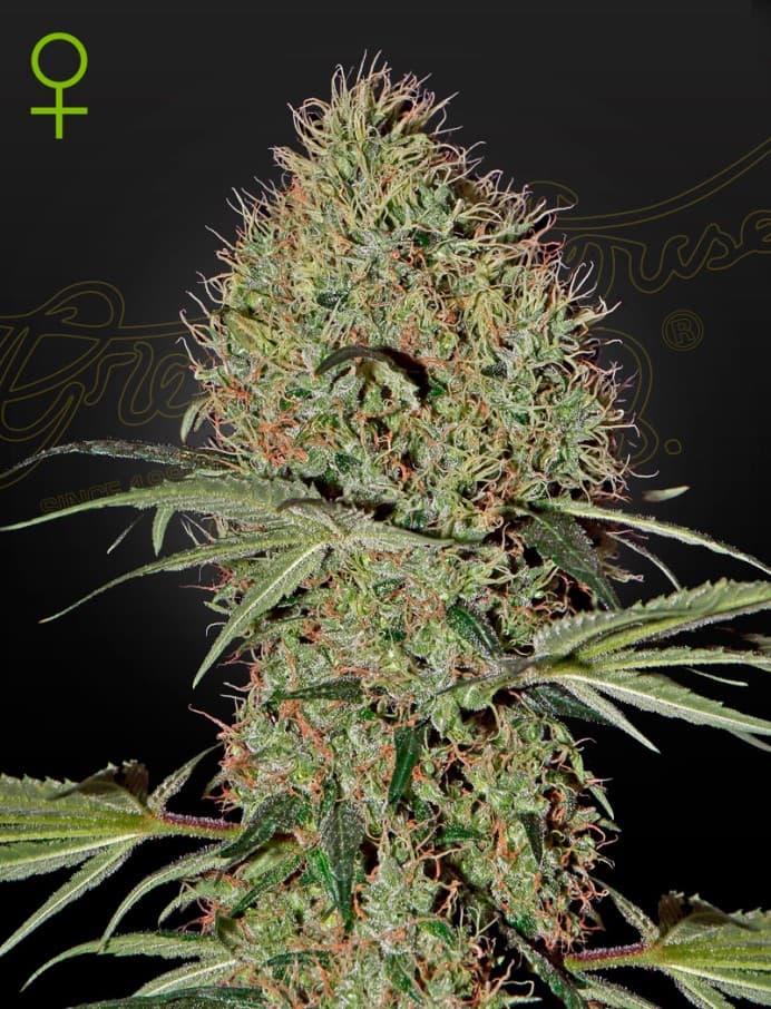 Super Bud Auto Seeds