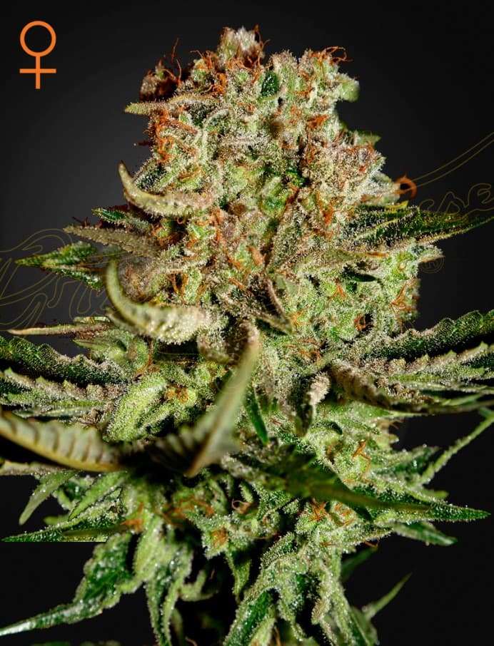 Super Bud Seeds