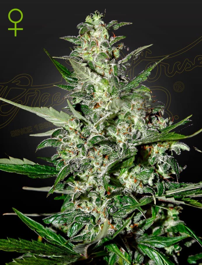 Super Critical Autoflowering ® Seeds