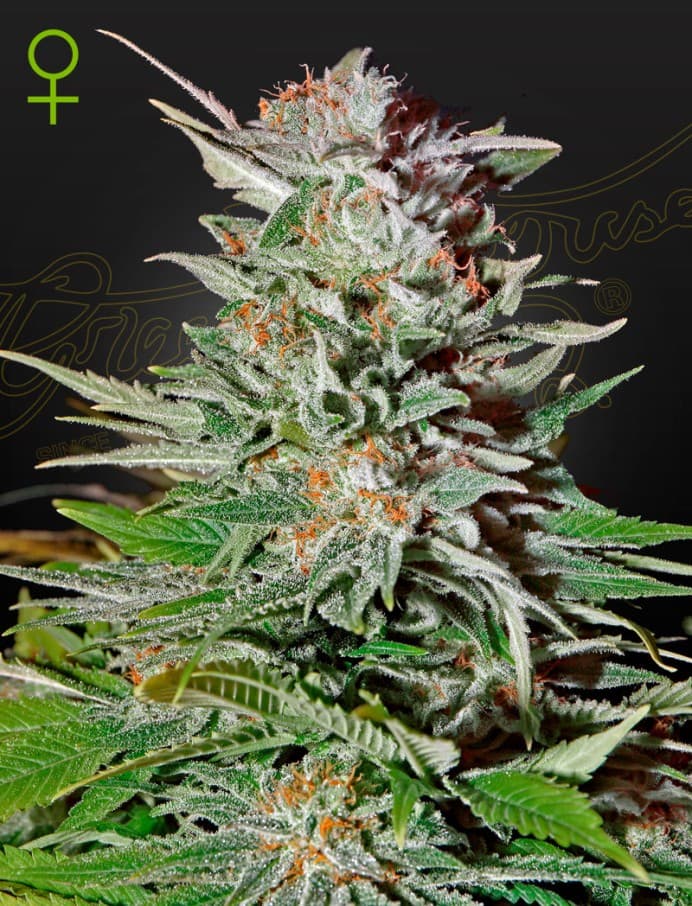 Super Lemon Haze Auto Seeds