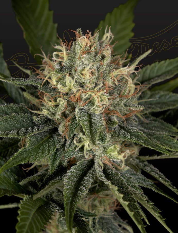 Super Lemon Haze x Banana Punch Seeds