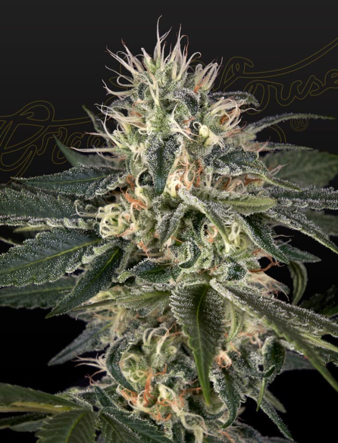 Super Lemon Haze x Strawberry Banana x Bubba Kush Seeds