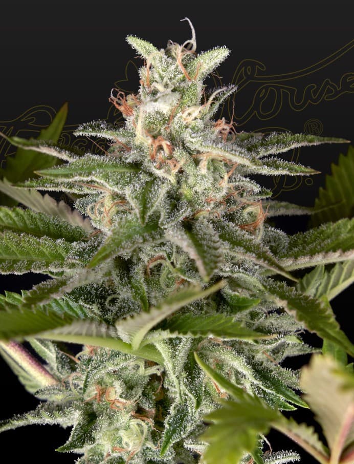 Exodus Cheese x Swaziland pure (landrace) Seeds
