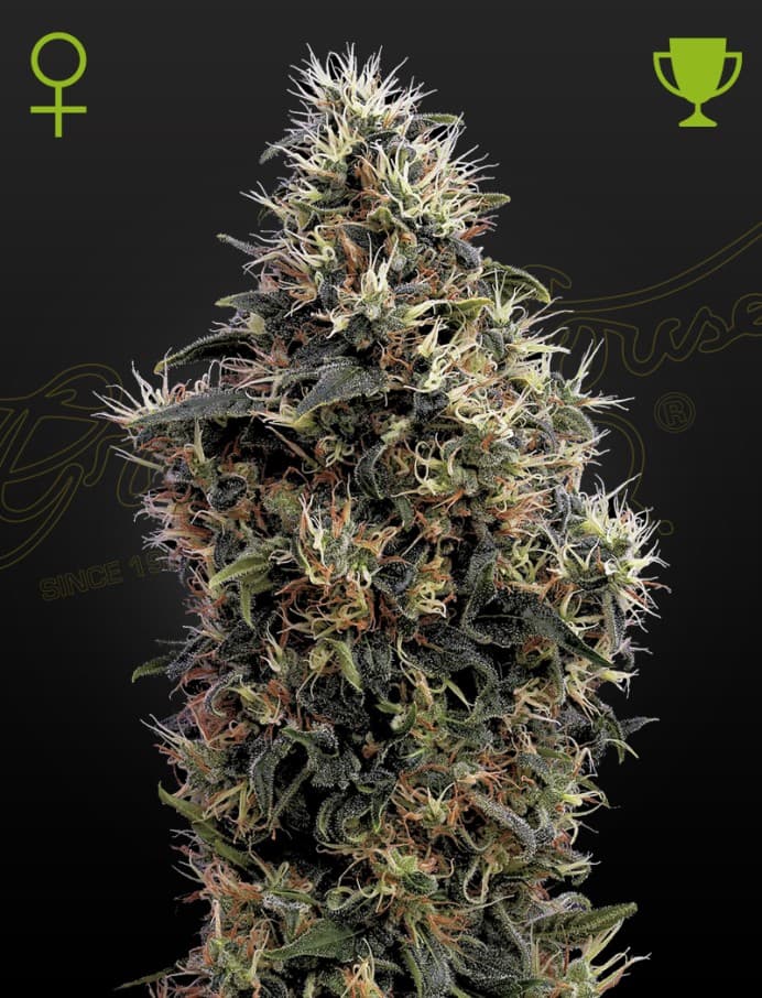 Sweet Mango Auto Seeds