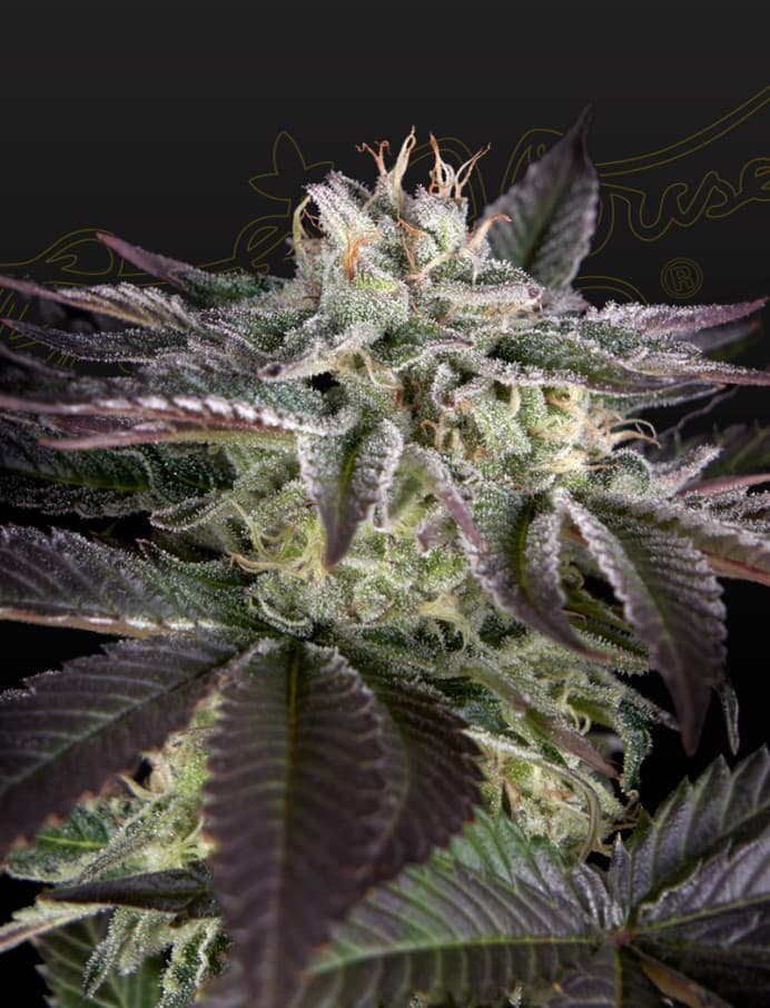 Sweet Valley Kush x Amnesia x Dosidos Seeds