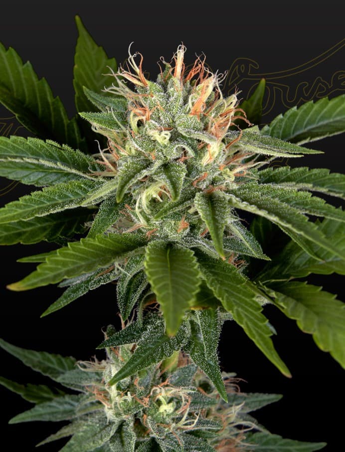 Sweet Valley Kush x California Black roZe Seeds