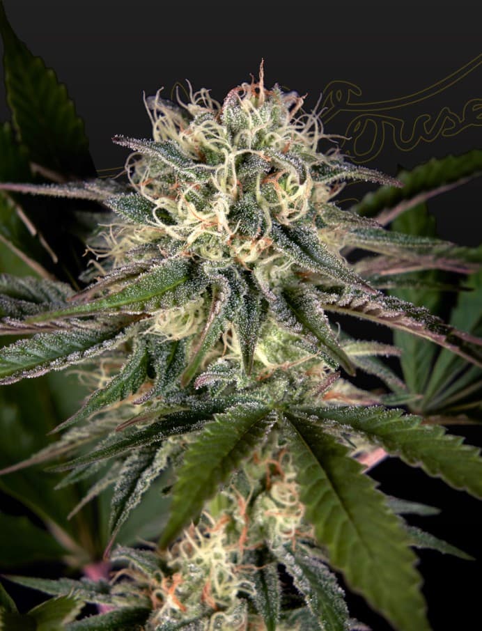 Sweet Valley Kush x Swaziland pure (landrace) Seeds