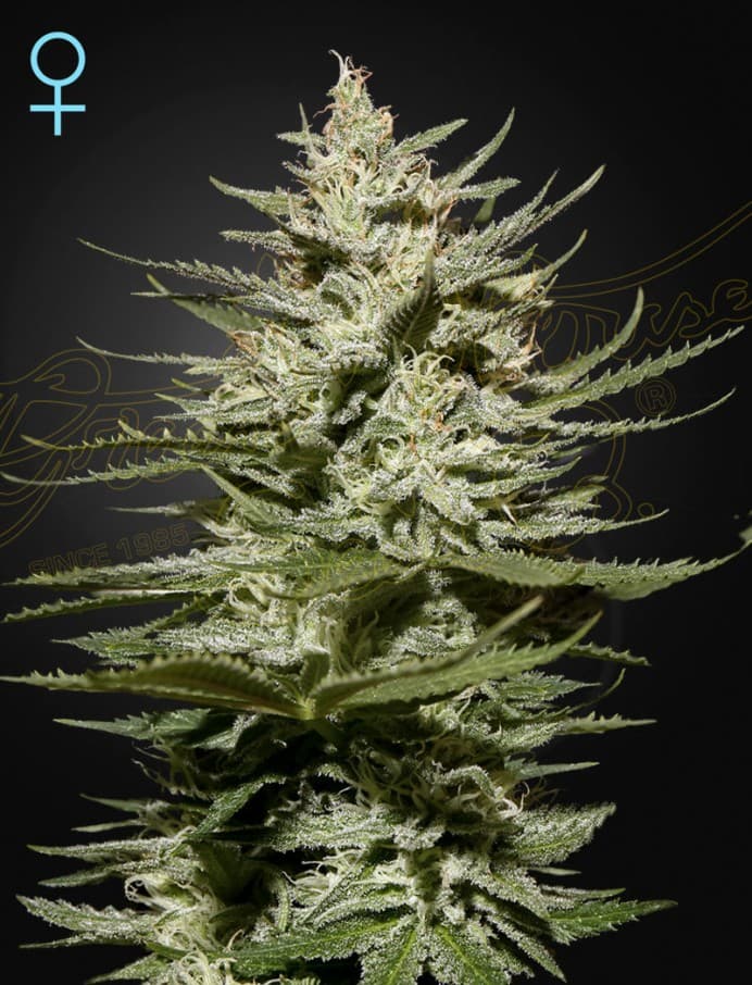 The Church CBD Seeds