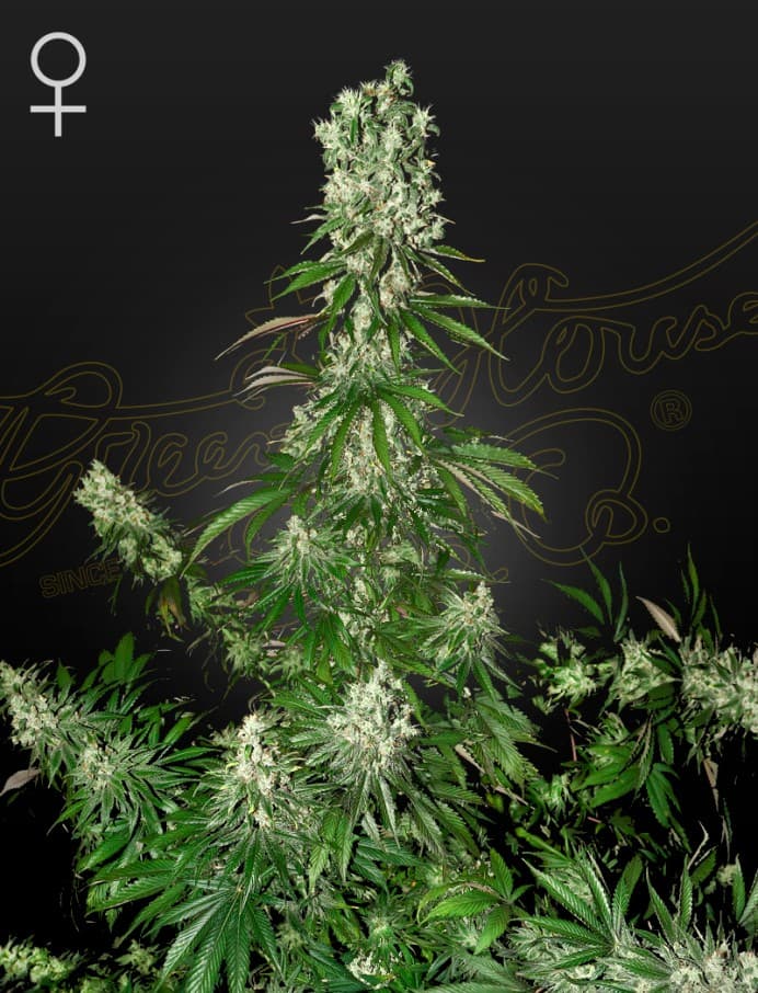White Strawberry Skunk Seeds