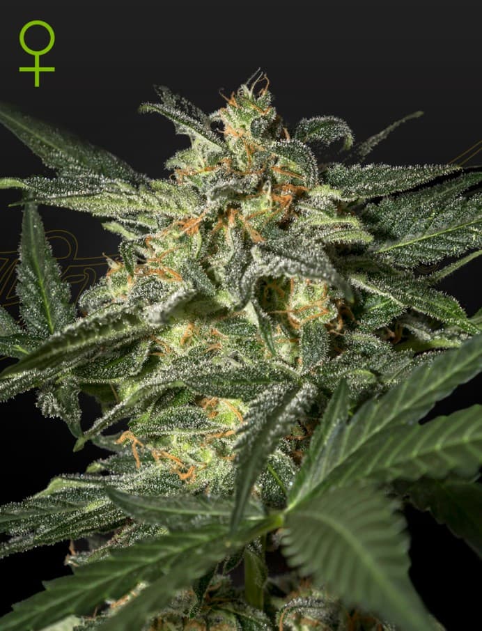 White Widow Auto Seeds