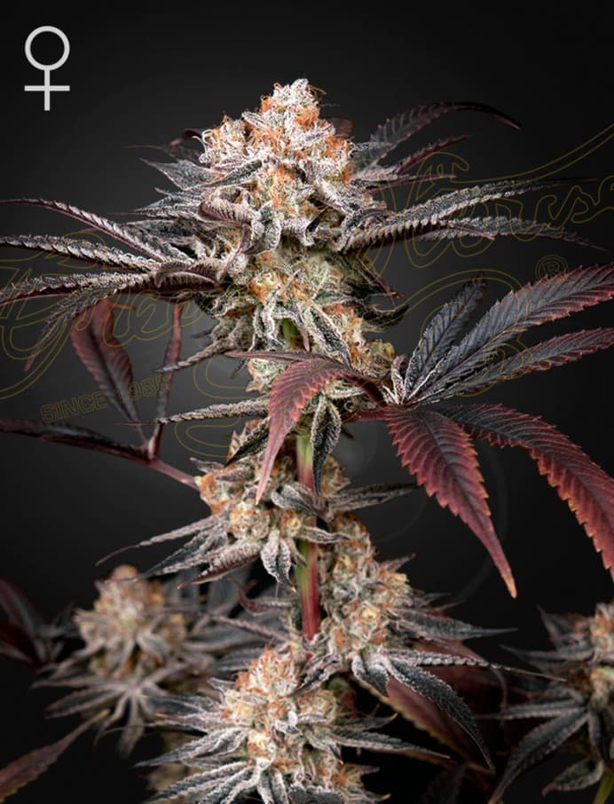 Wonder Pie Seeds