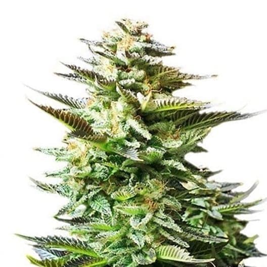 Afghani Bullrider Auto Seeds
