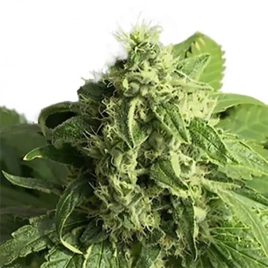 Atomic Northern Lights Seeds