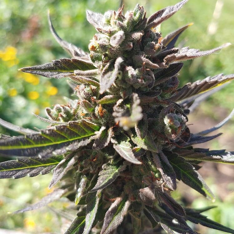 Casey Jones Seeds
