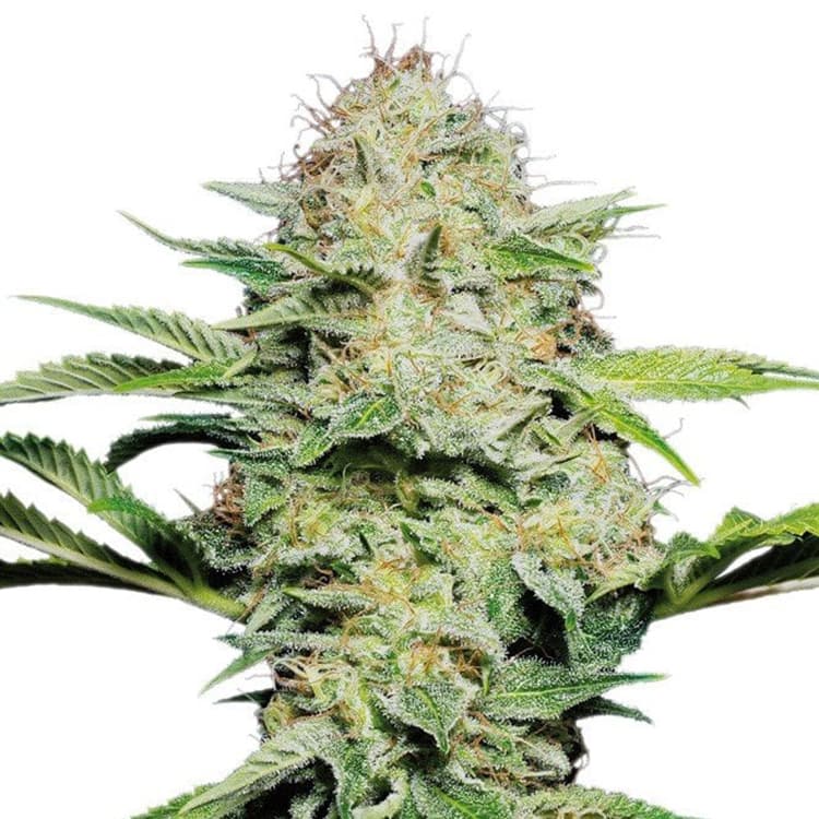 Shark CBD Seeds