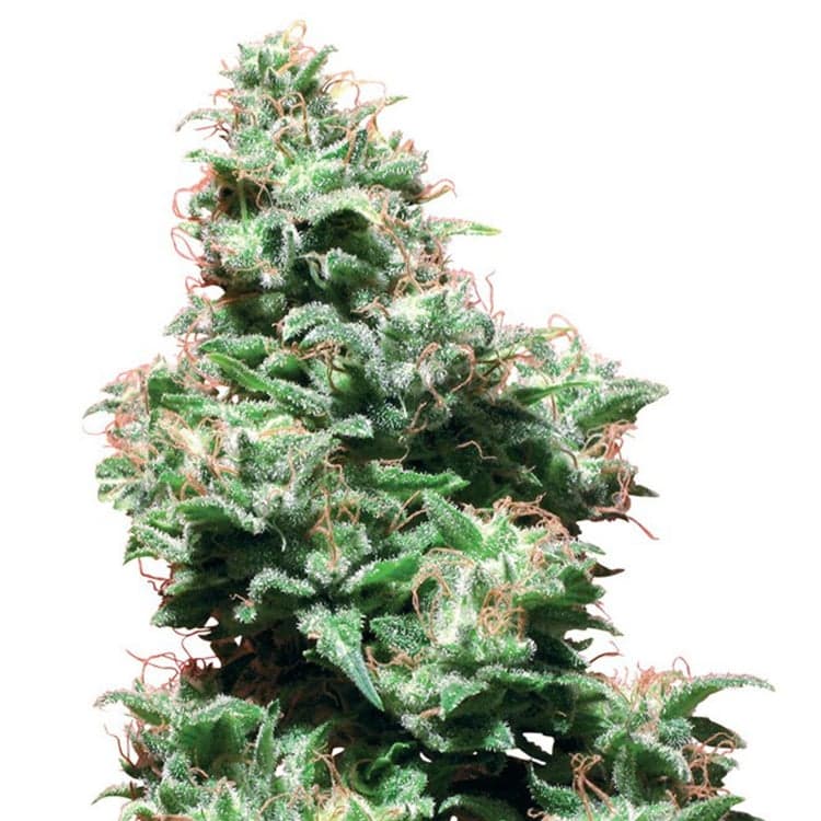 Conspiracy Kush Seeds