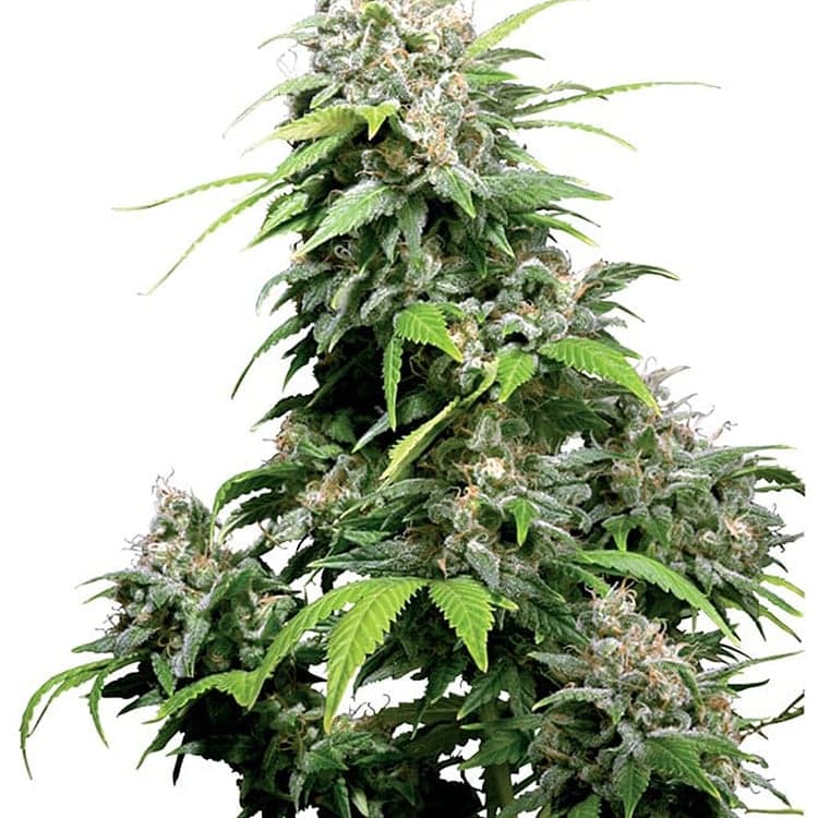 Cookie Monster Seeds