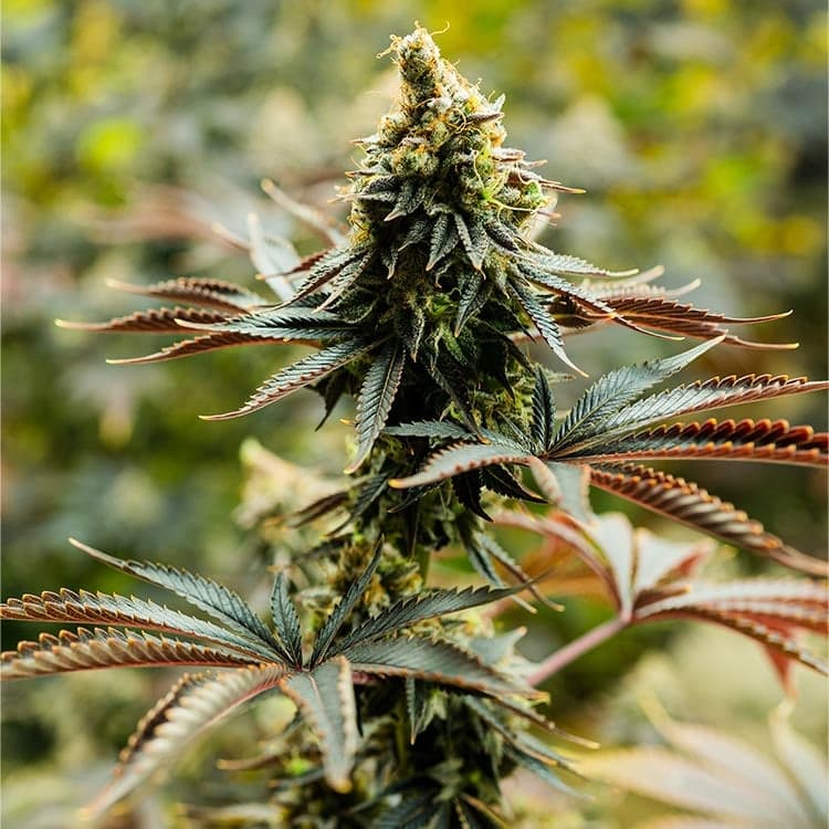 Four Way Seeds