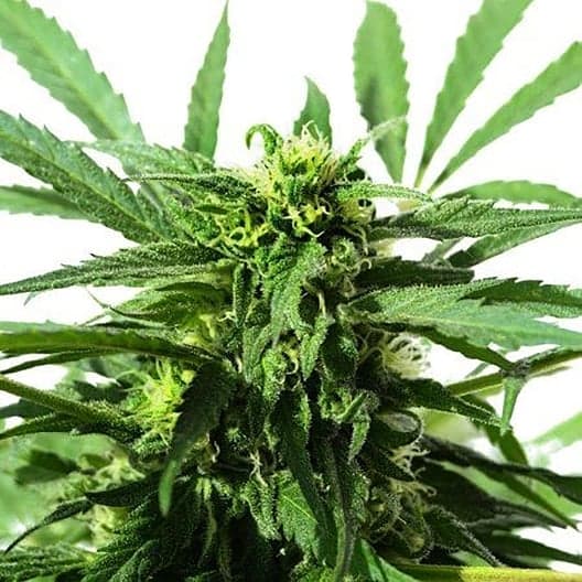 Golden Ticket Auto Seeds