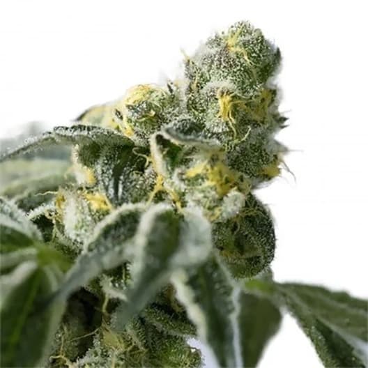 Kushberry Seeds