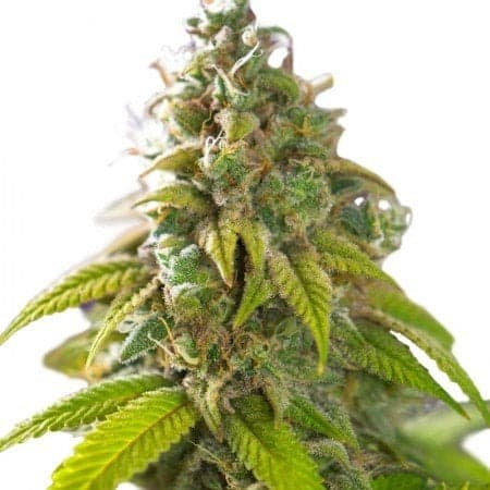 Lemon Thai Seeds