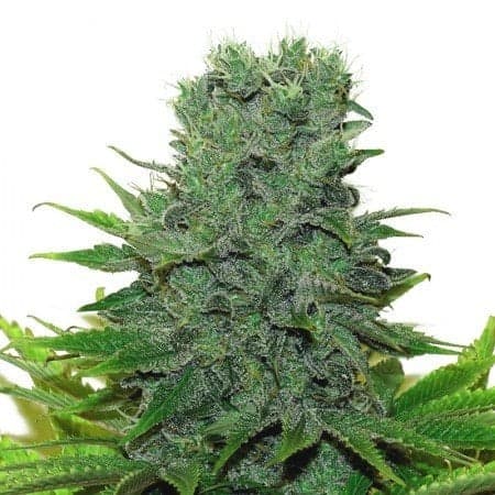 Medibud Seeds