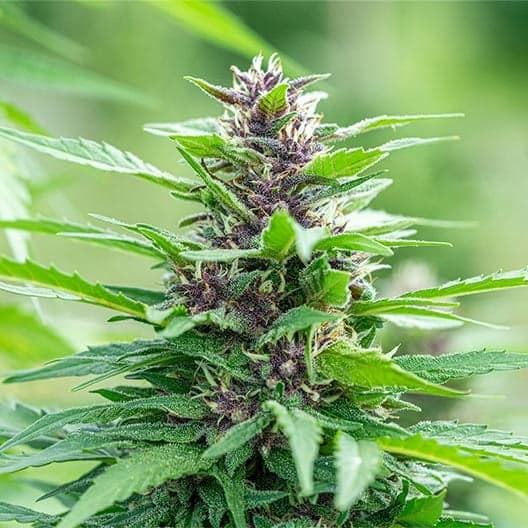 Neptune OG Seeds