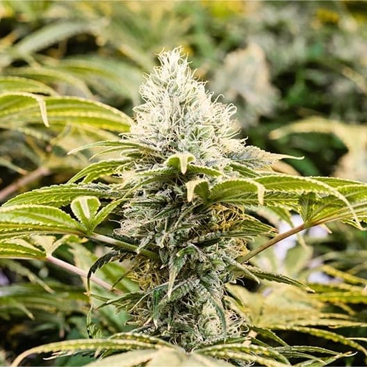 Orange Punch Seeds