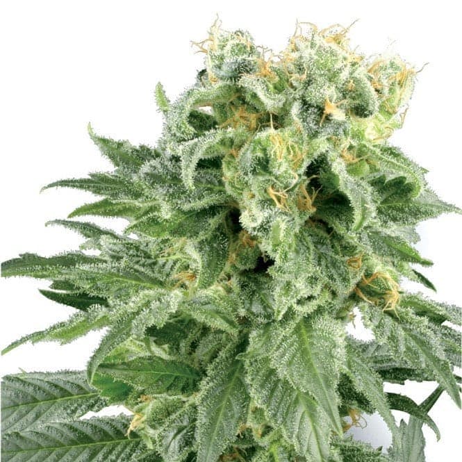 Platinum Bubba Kush Auto Seeds