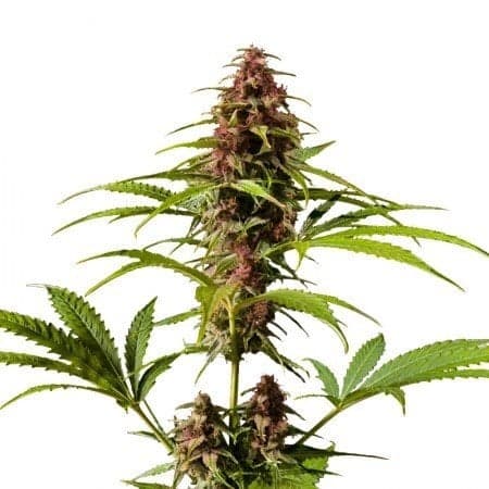 Pre-98 Bubba Kush Auto Seeds