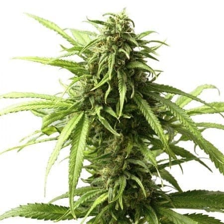 Shiva Skunk Seeds