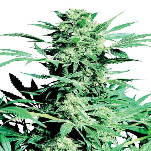 Sugar Shack Seeds