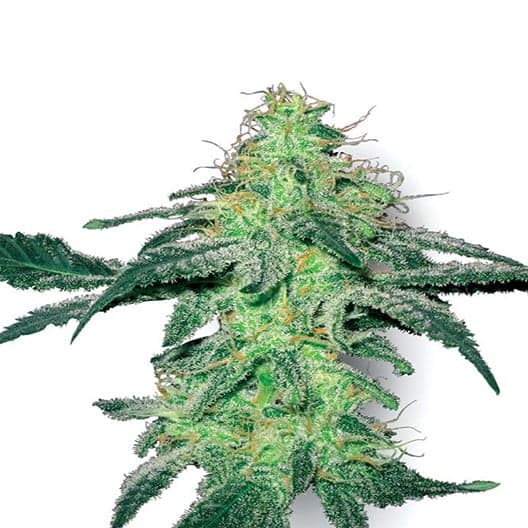 Super Blue Dream Seeds